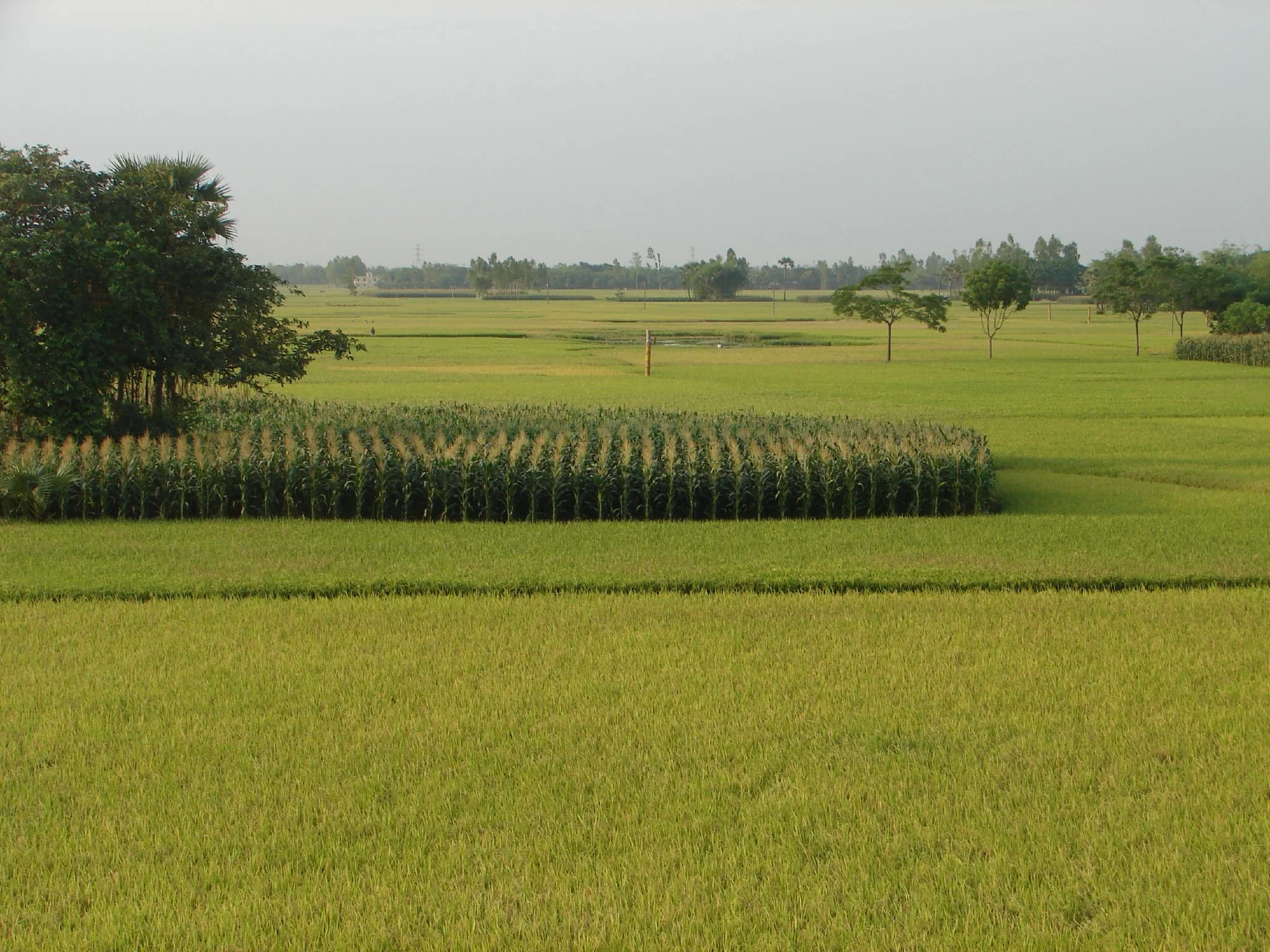 Narail